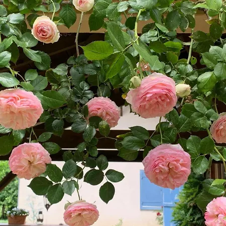 Majellon Apartamento