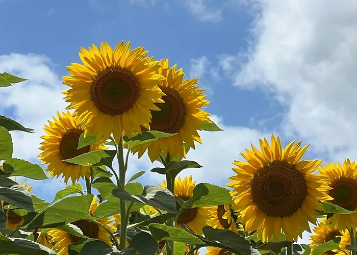 Majellon Apartament Sainte-Christie-d'Armagnac